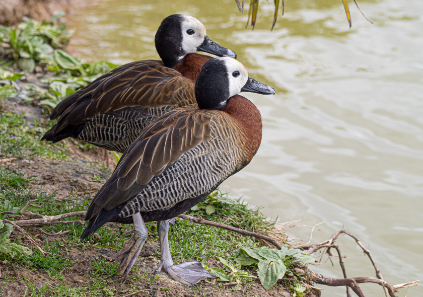 Dendrocygne veuf