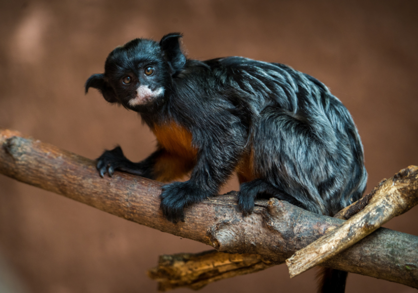 Tamarin labié