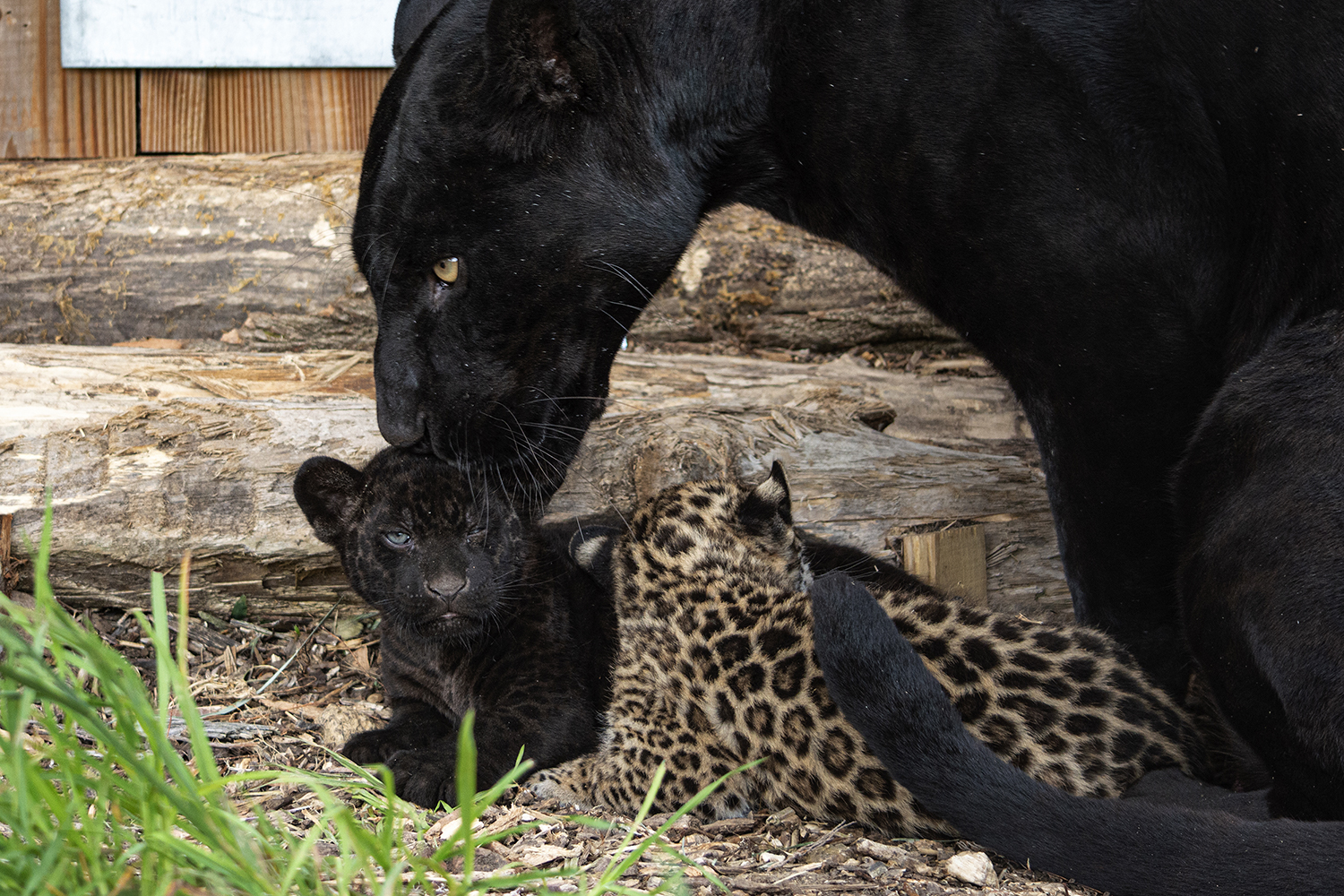 Les petits jaguars sont en parfaite santé, choyés par leur maman