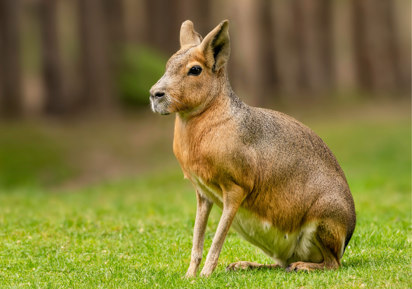 Mara