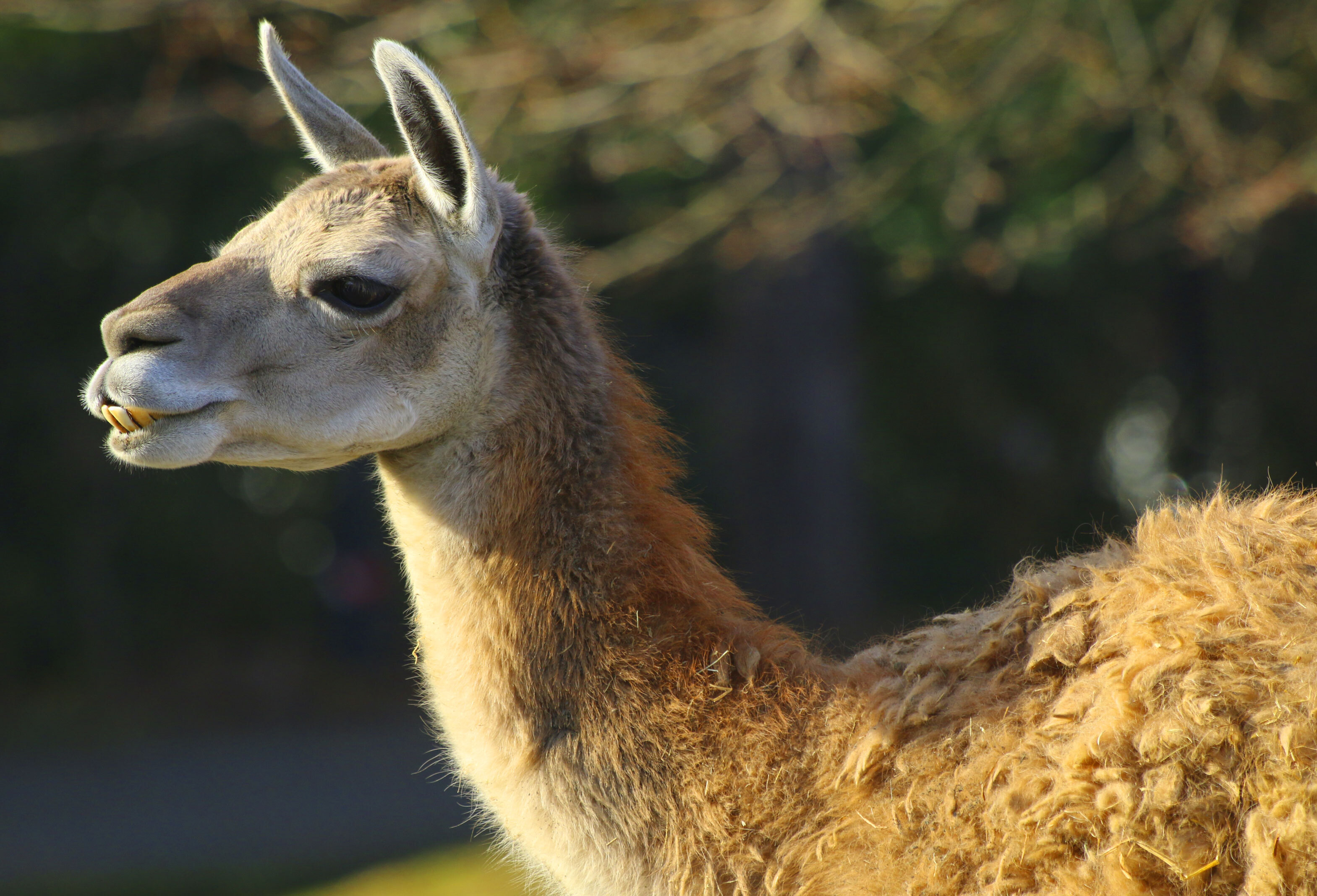 Guanaco