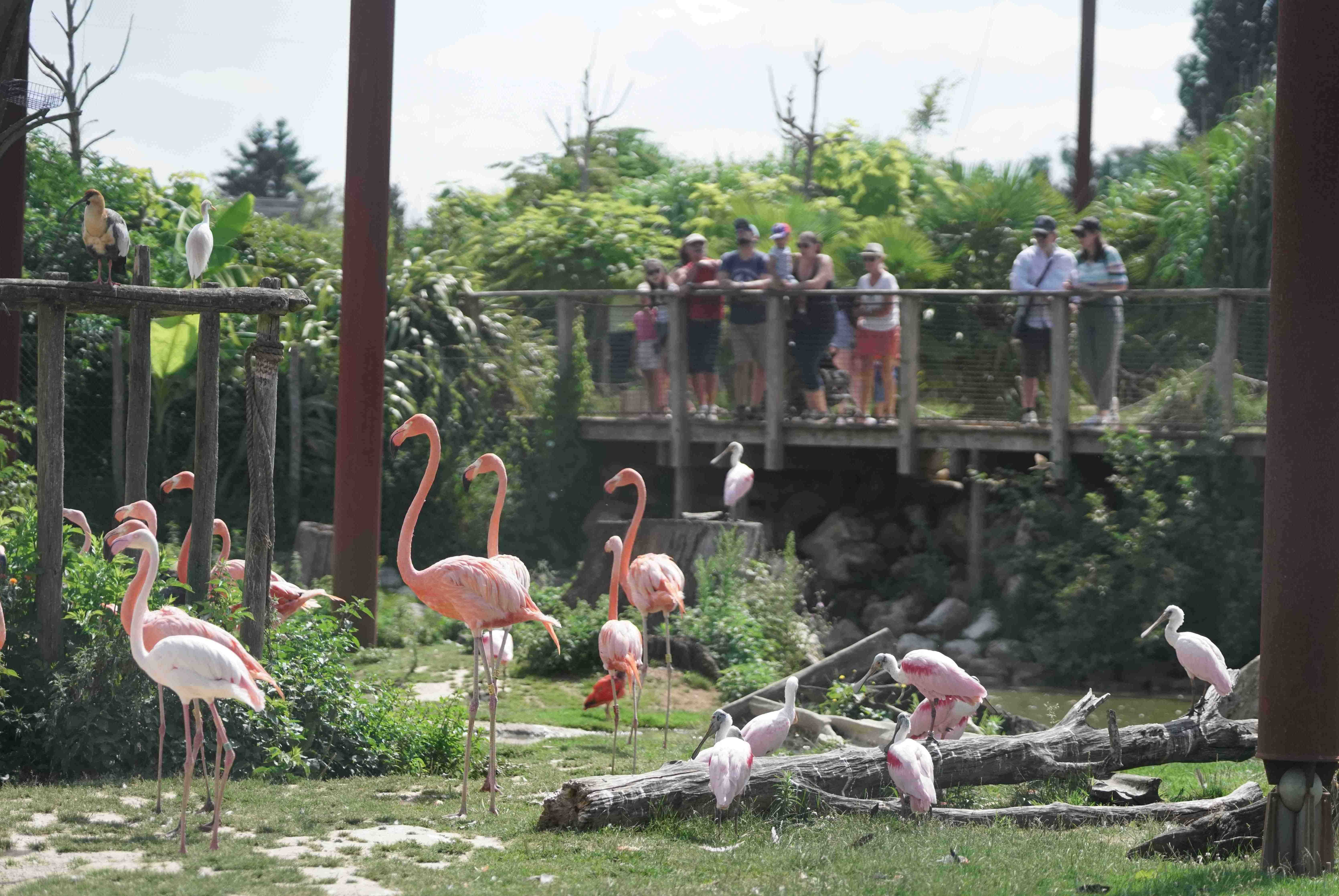 Parrot World parc animalier volière immersive du 77