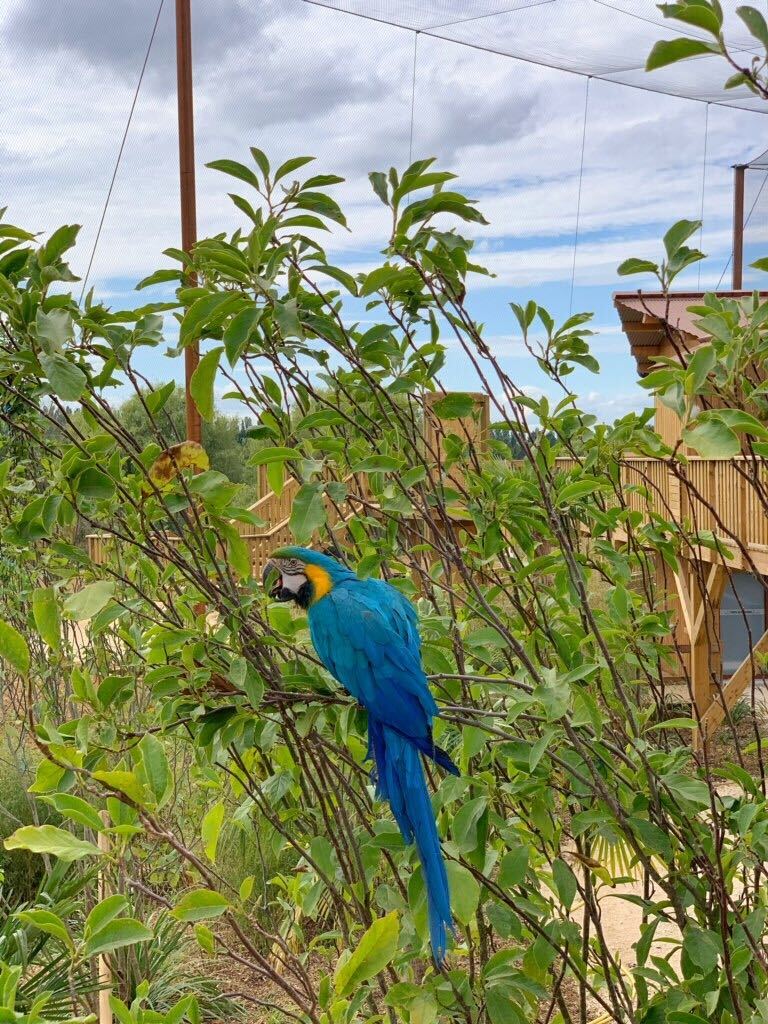 perroquet bleu perché sur un arbre au parc Parrot World