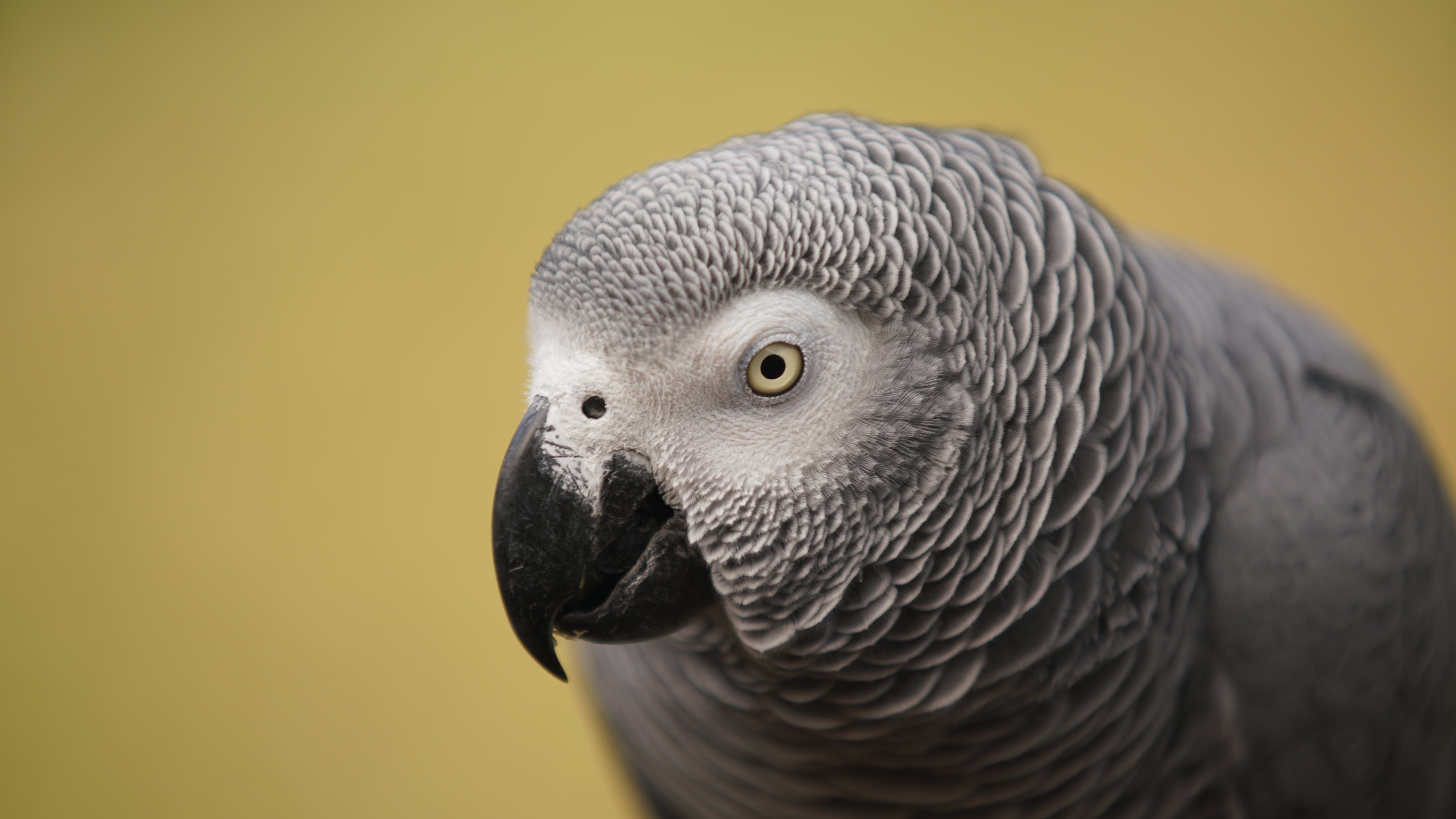 Perroquet gris du Gabon