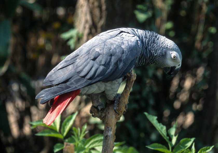 Perroquet gris du Gabon