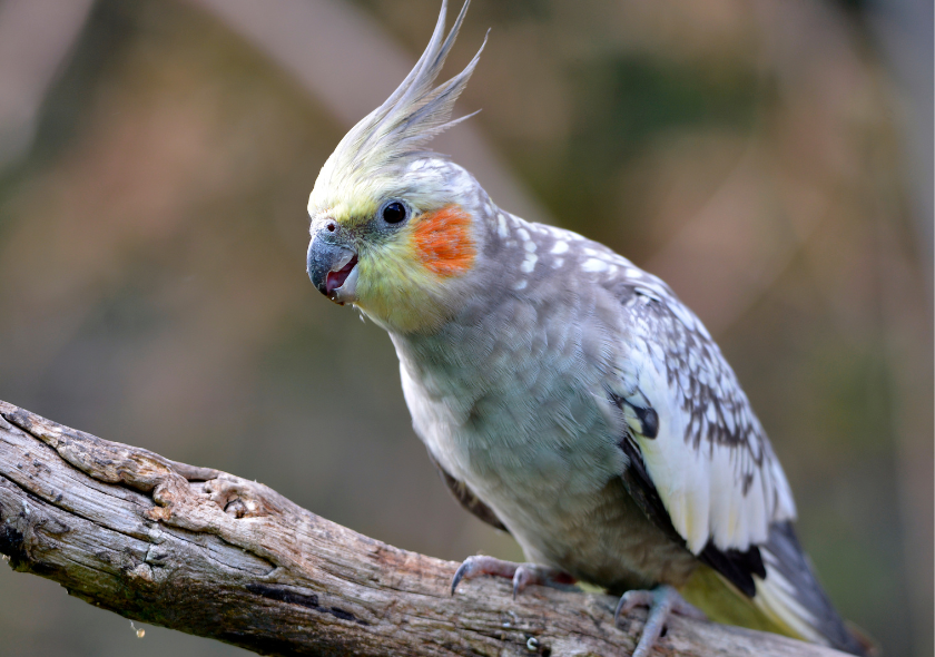 Perruche calopsitte