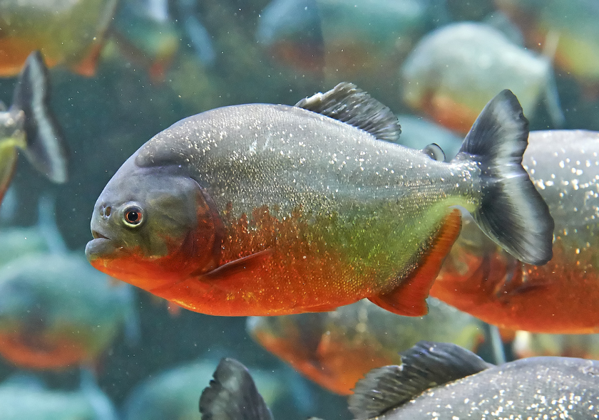 Piranha rouge