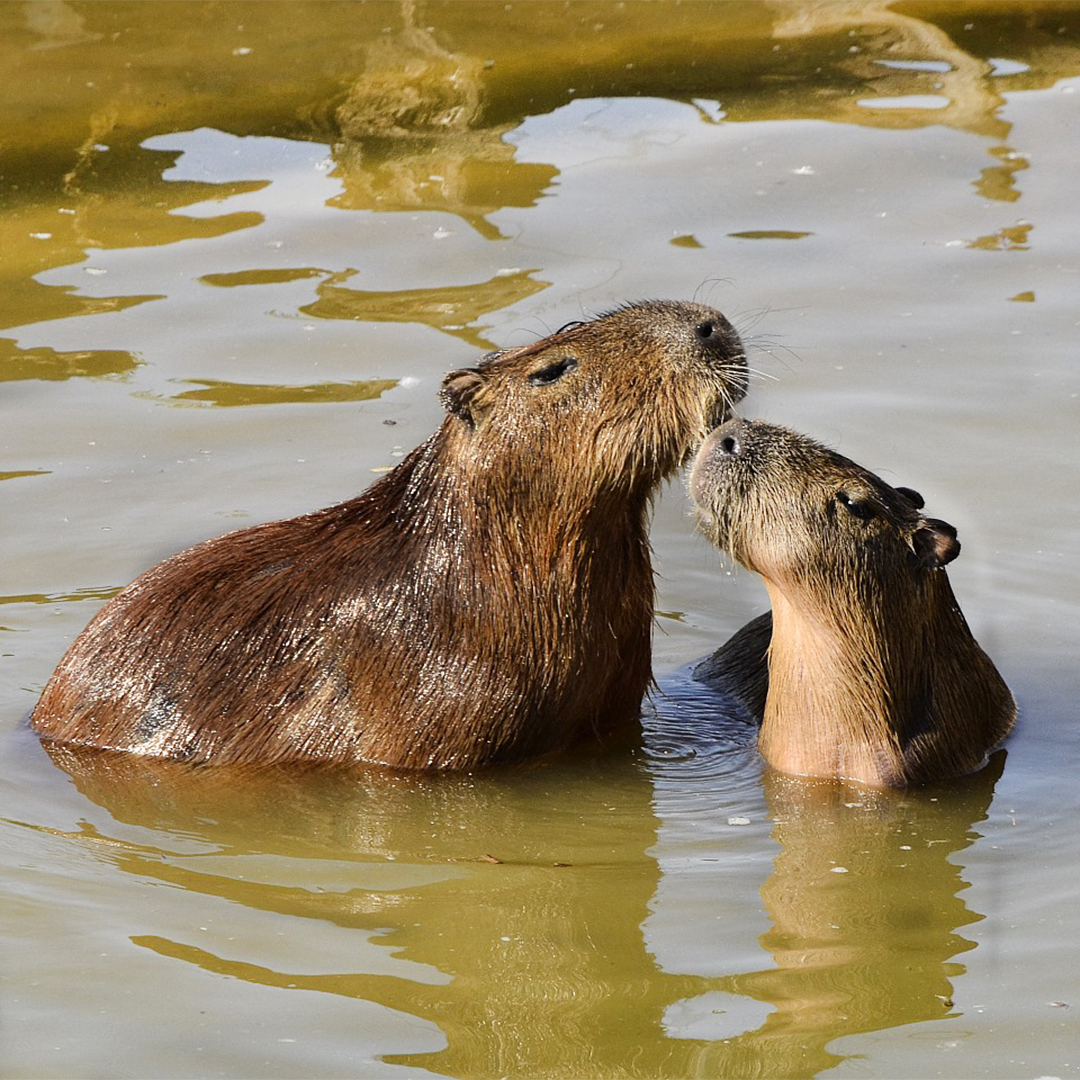 Capybaras