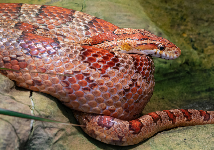 Serpent des blés