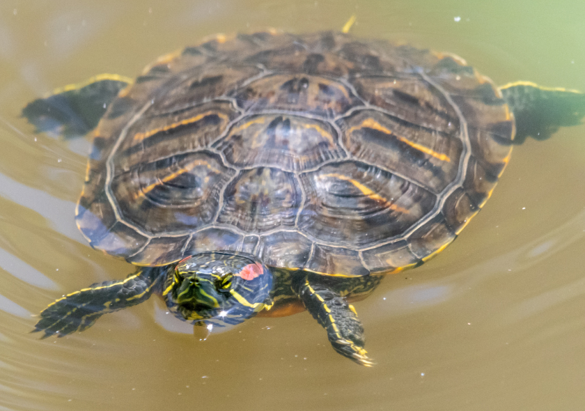 Tortue de Floride