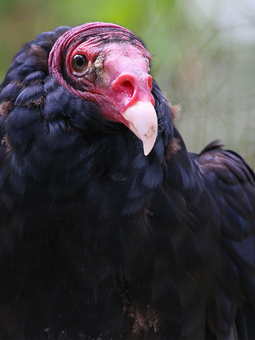 URUBU A TETE ROUGE