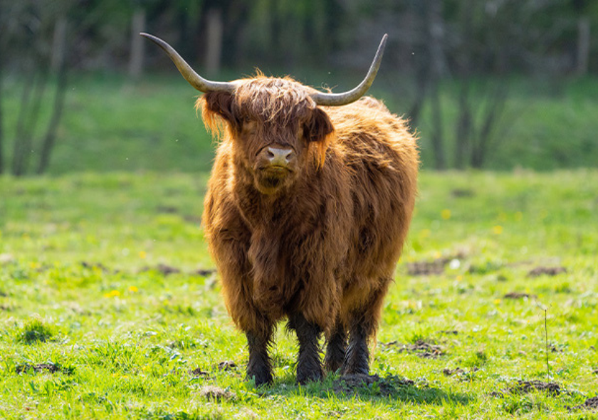 Vache des Highlands