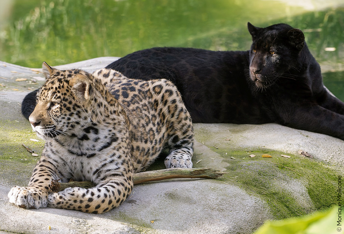 Bébés Jaguars