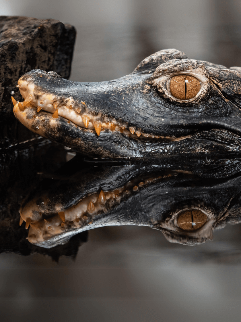 Caïman nain de Cuvier