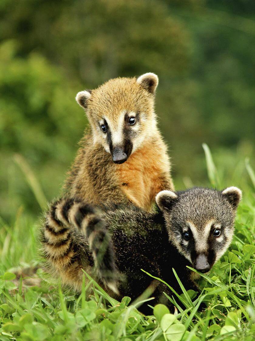 Coatis