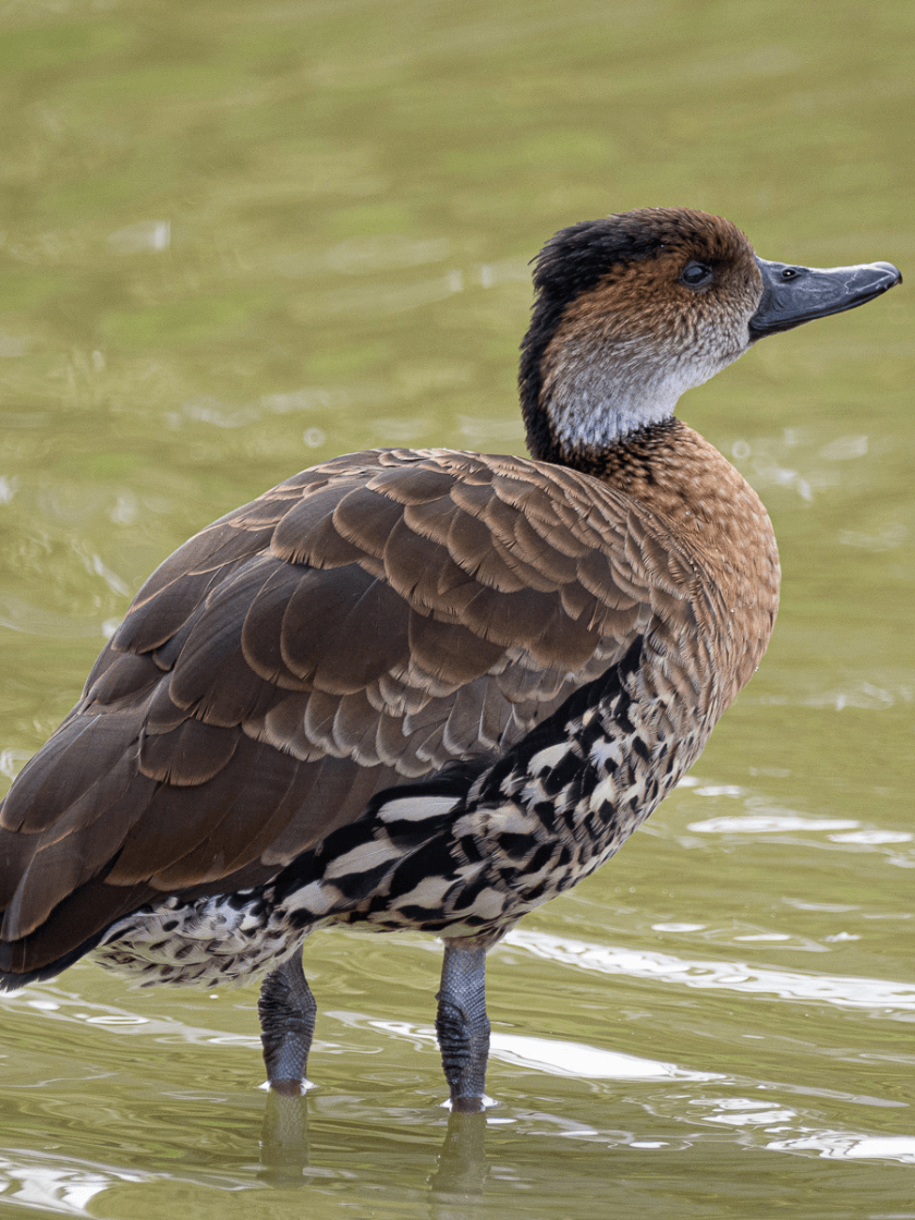 Dendrocygne des Antilles