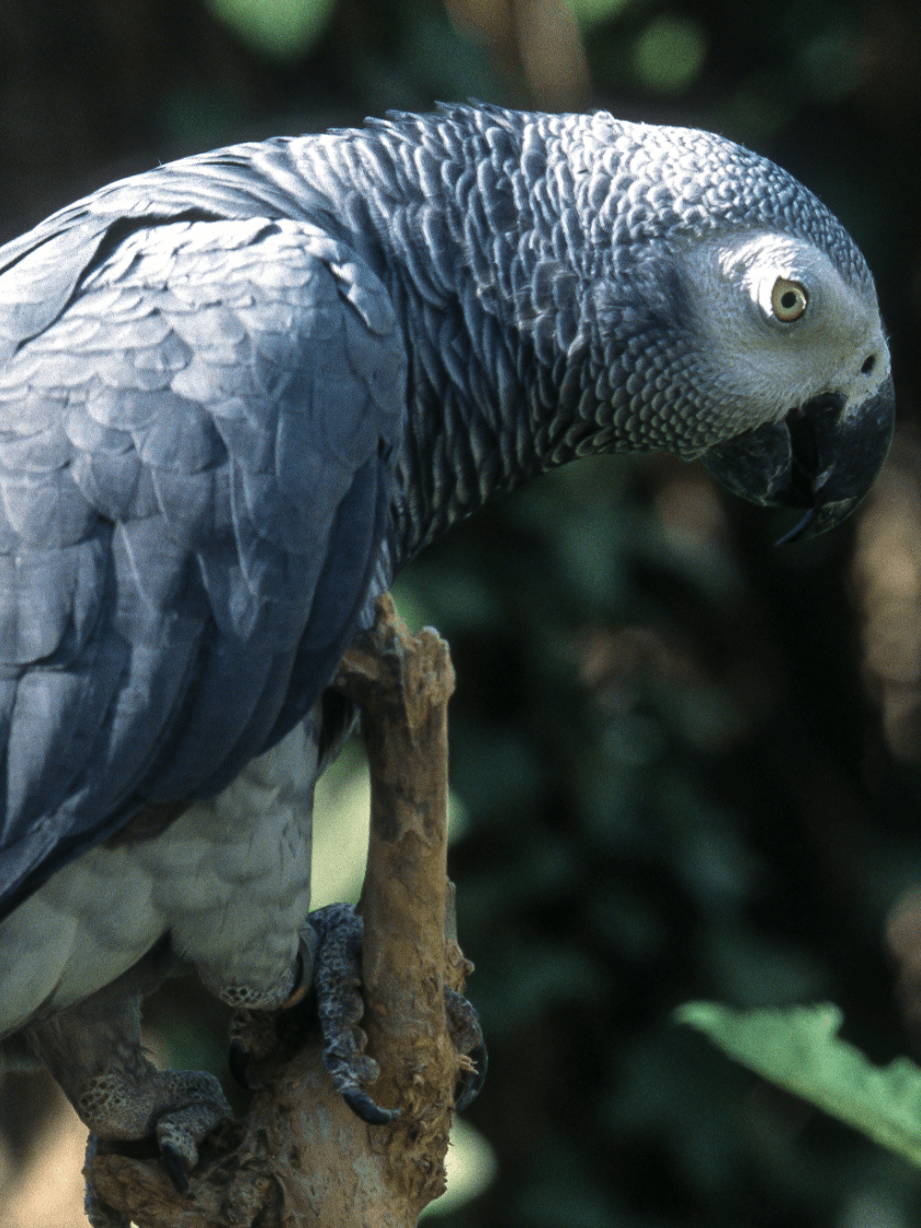 Gris du Gabon
