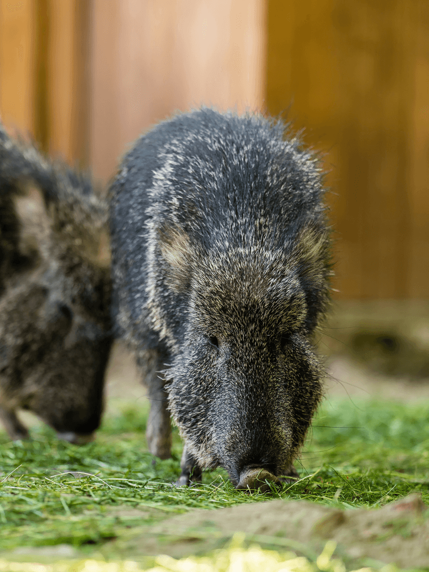 Pécari du Chaco