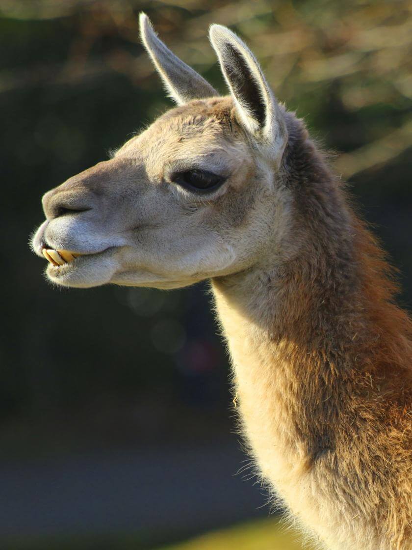 Guanaco