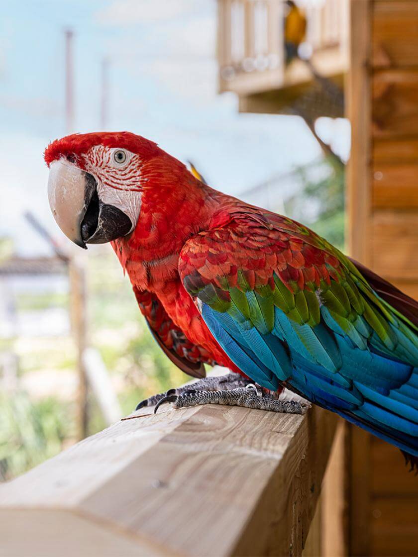 Parrot World - Ara Chloroptère 1 ©Ronan ROCHER