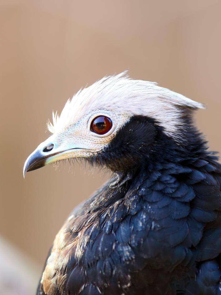 Oiseau pénélope à gorge bleue