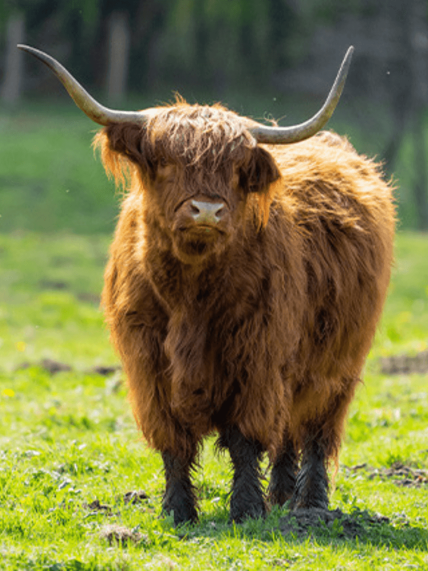 Vache des Highlands
