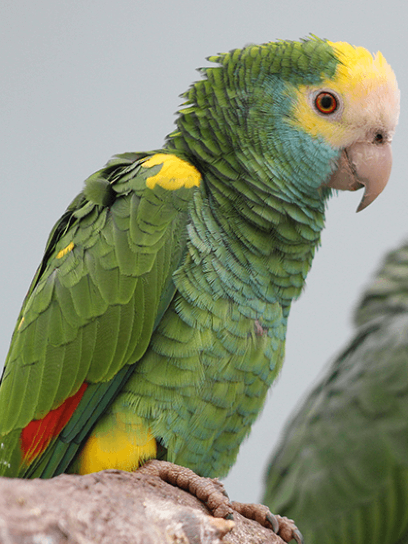 Amazone à épaulettes jaunes