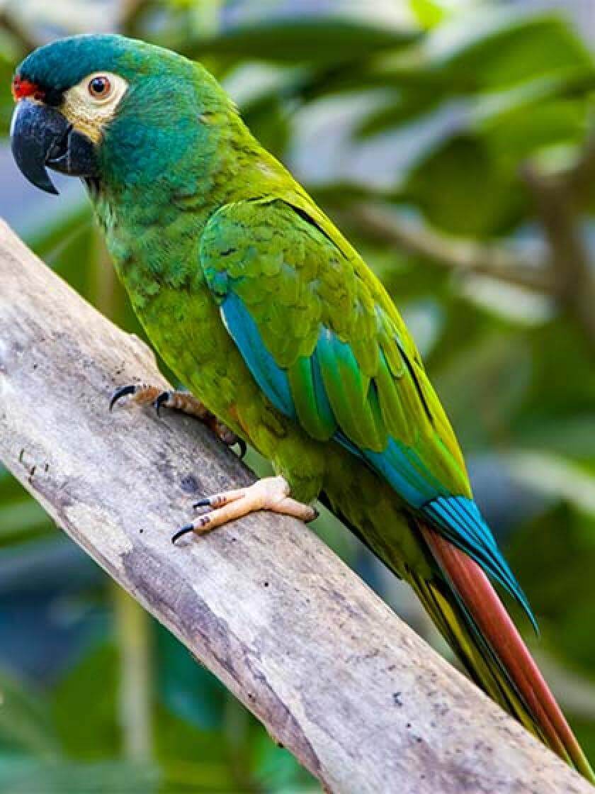 perroquet ara illiger