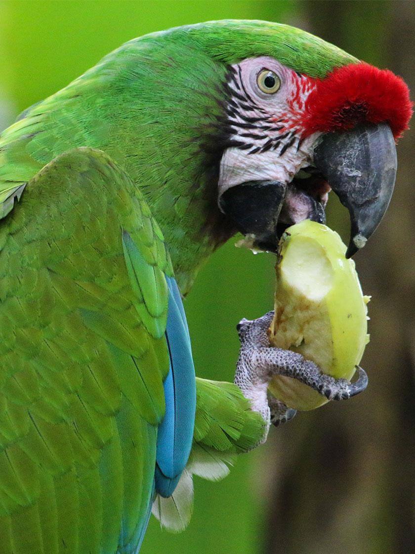 ara militaire qui mange