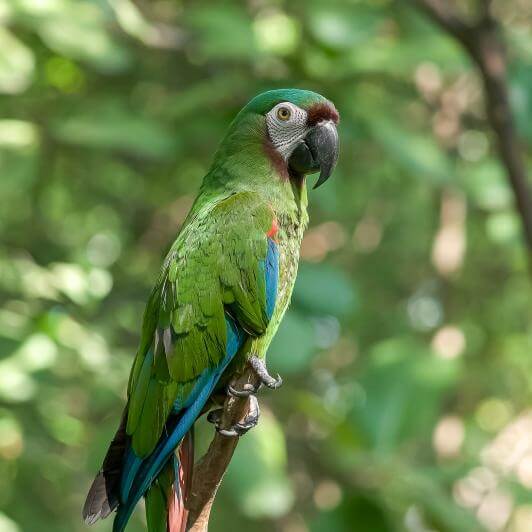 Ara vert