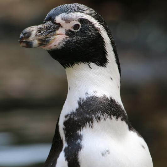 Manchot de Humboldt de près