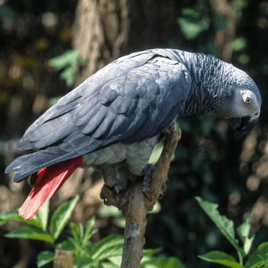 Perroquet gris du Gabon
