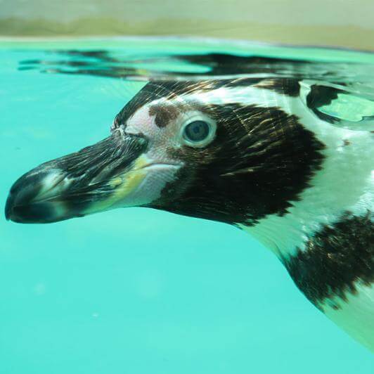 manchot de humboldt dans l'eau