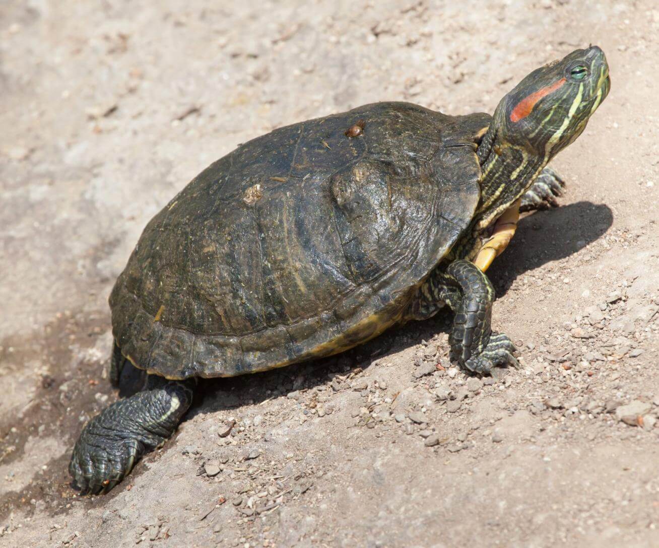 Les tortues de Floride sont arrivées Parrot World Les tortues de Floride sont arrivées Parrot World