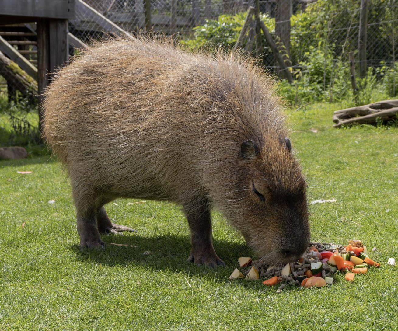 Soigneur animalier Parrot World - 7