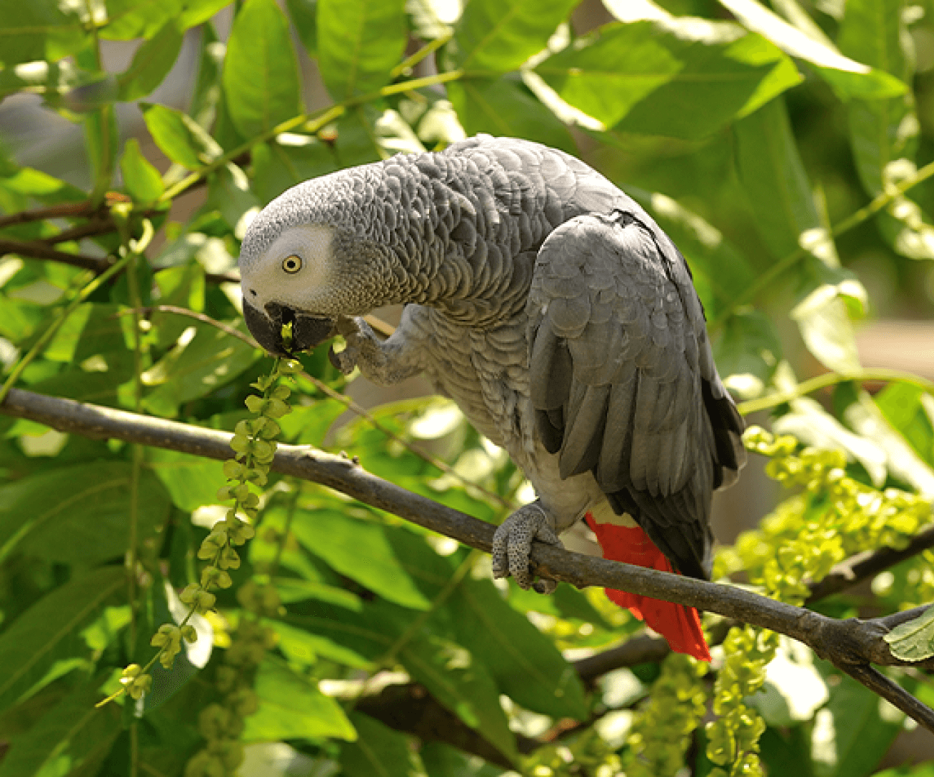 Gris du Gabon Parrot World