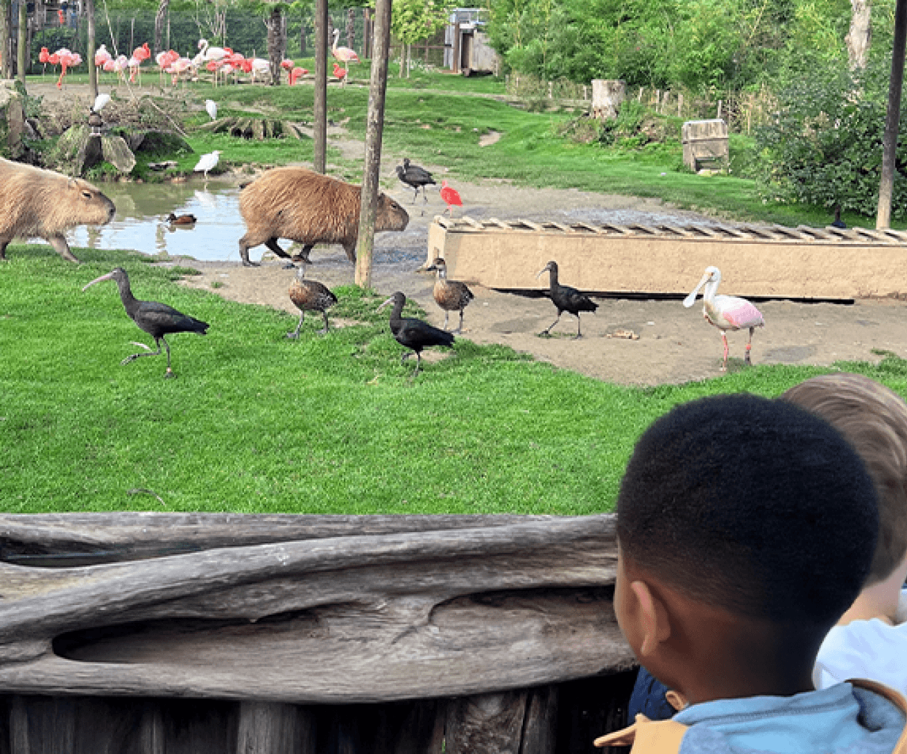 Parrot World Hiver 3