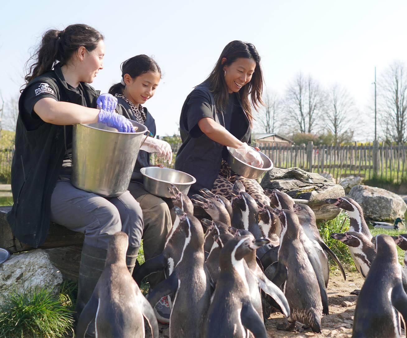 Activités en Île-de-France pour nourrir les animaux - Manchots -Nourrir les Manchots - Parrot World