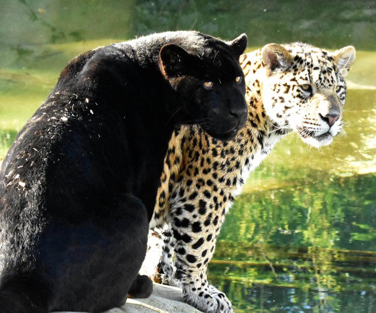 Baalam et Akabo 1 an