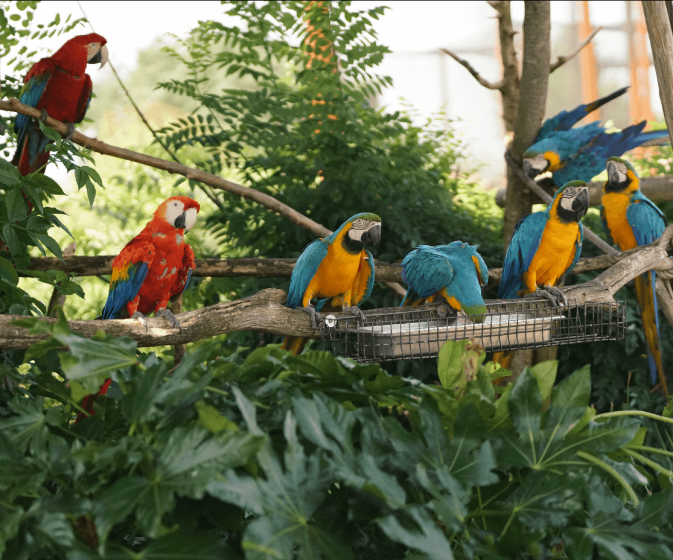Kleurrijke ara's in close-up bij Parrot World, dé activiteit rond Disneyland Paris