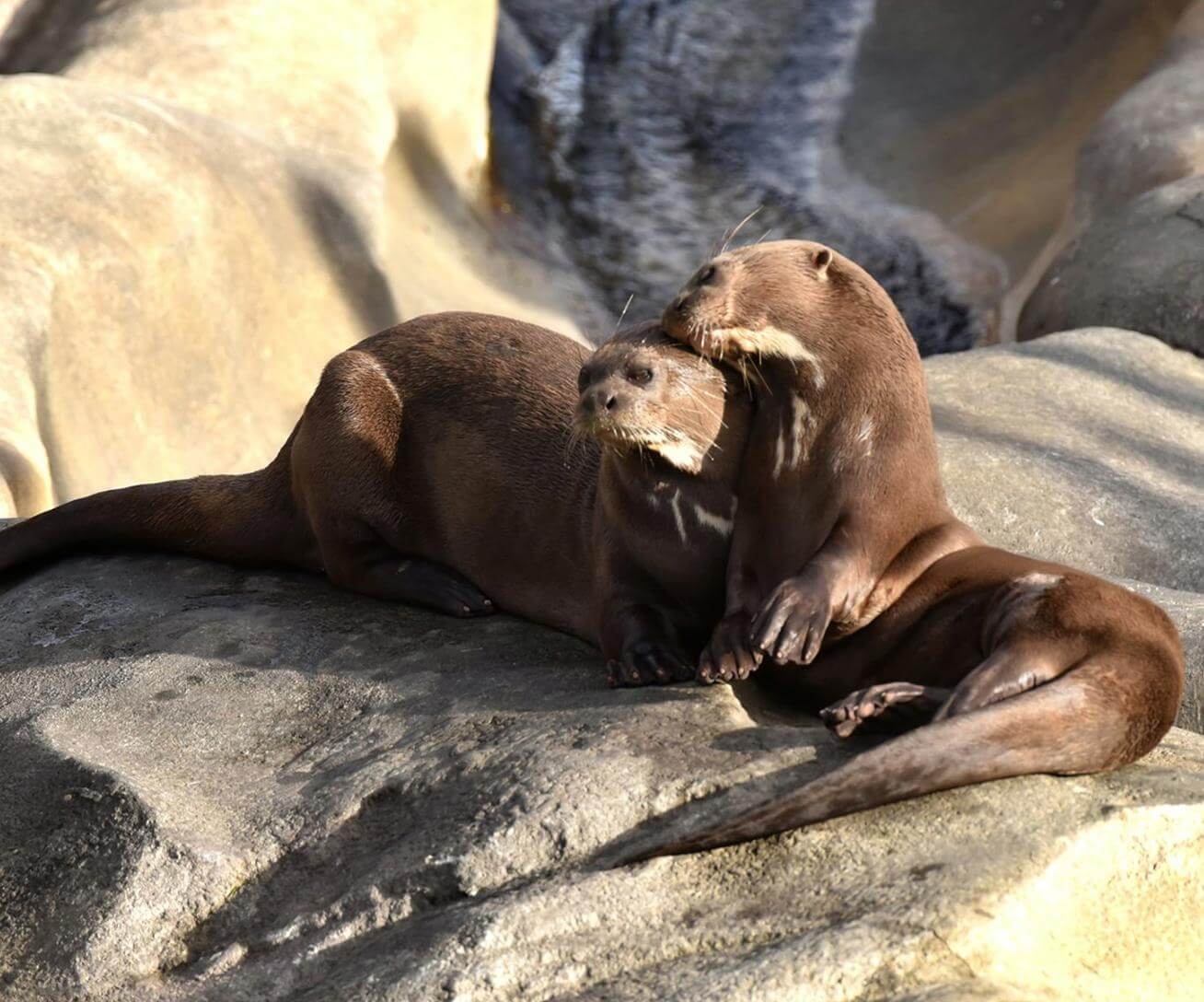 Loutres géantes Parrot World - Beatrice Pandolfino