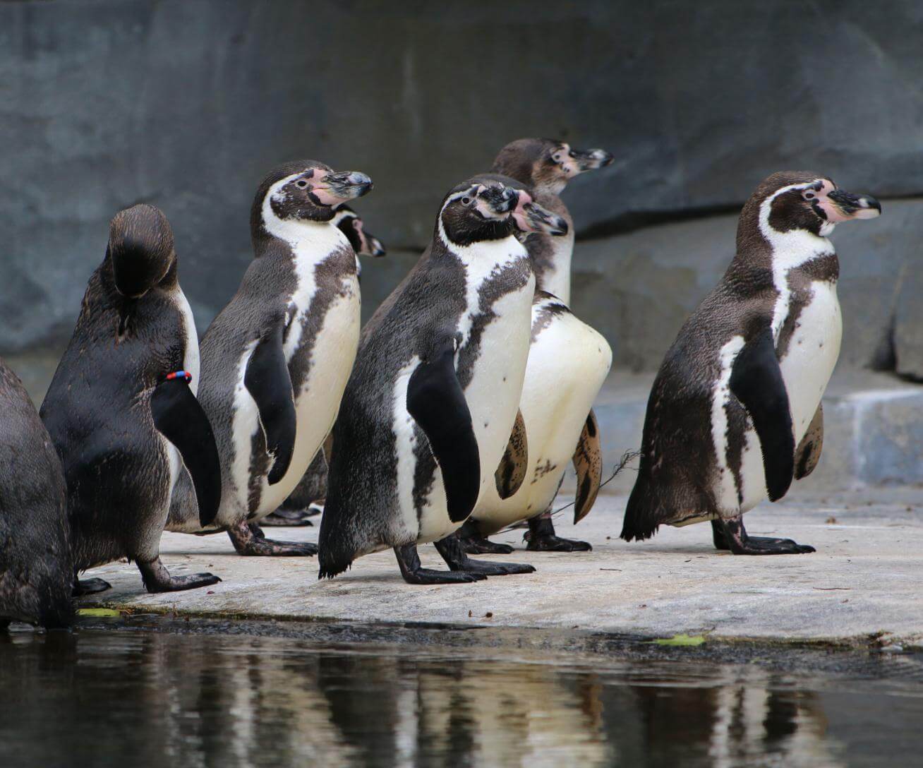 Manchots de Humboldt