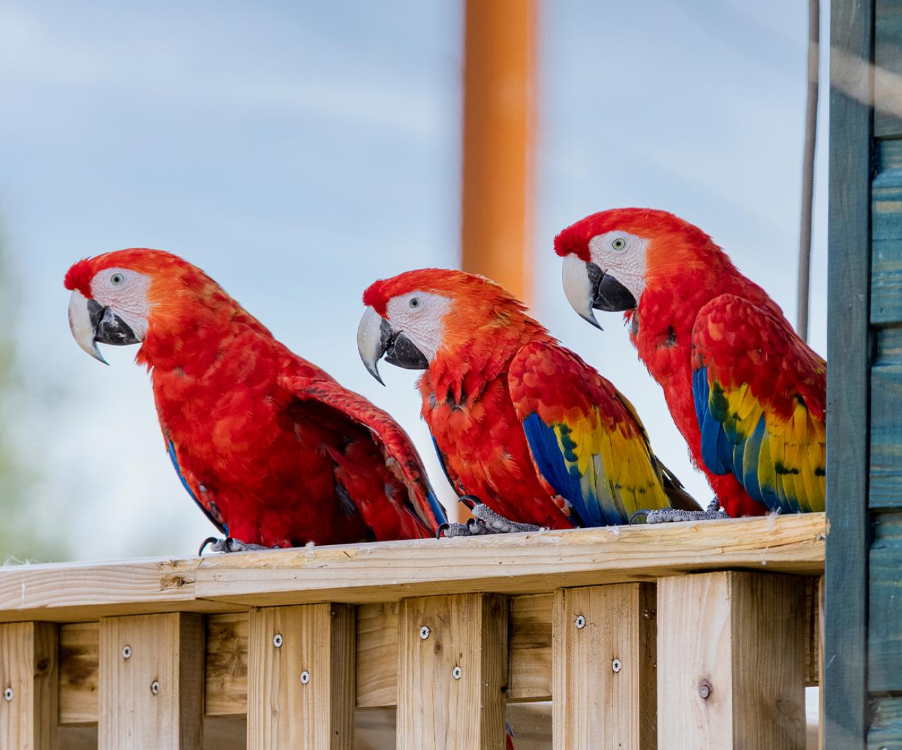 Parrot World - Aras ©Ronan ROCHER
