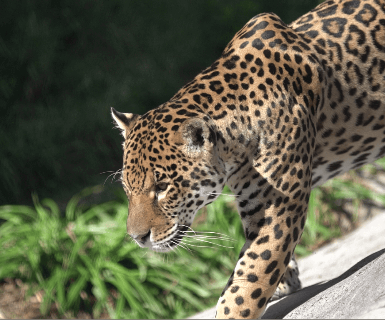 Parrot World - Jaguars 30