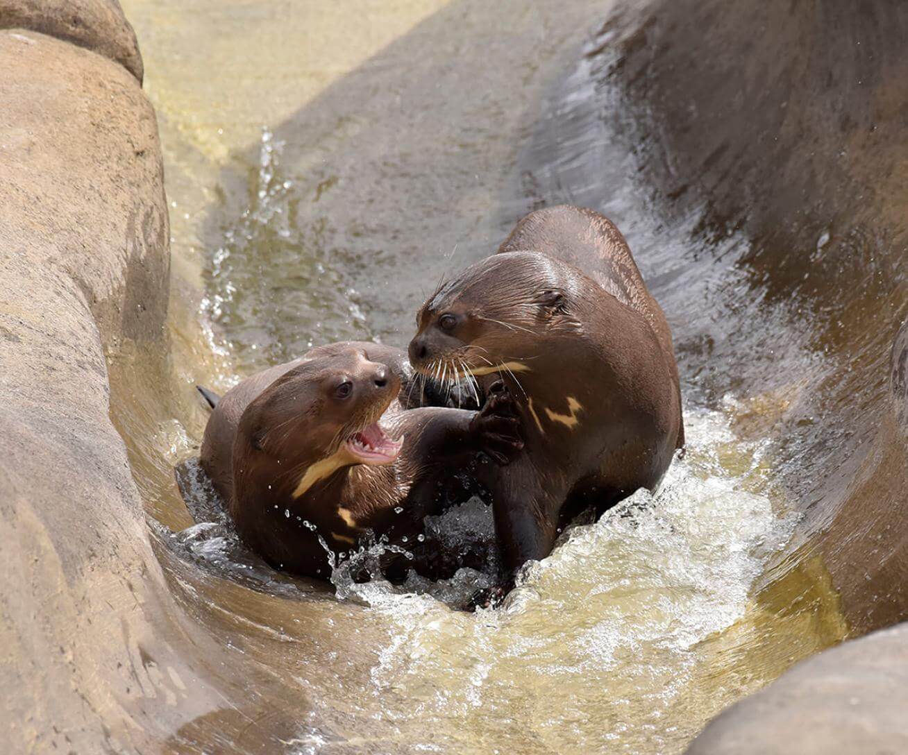 Parrot World - Loutres Géantes ©Jean-Paul GERI