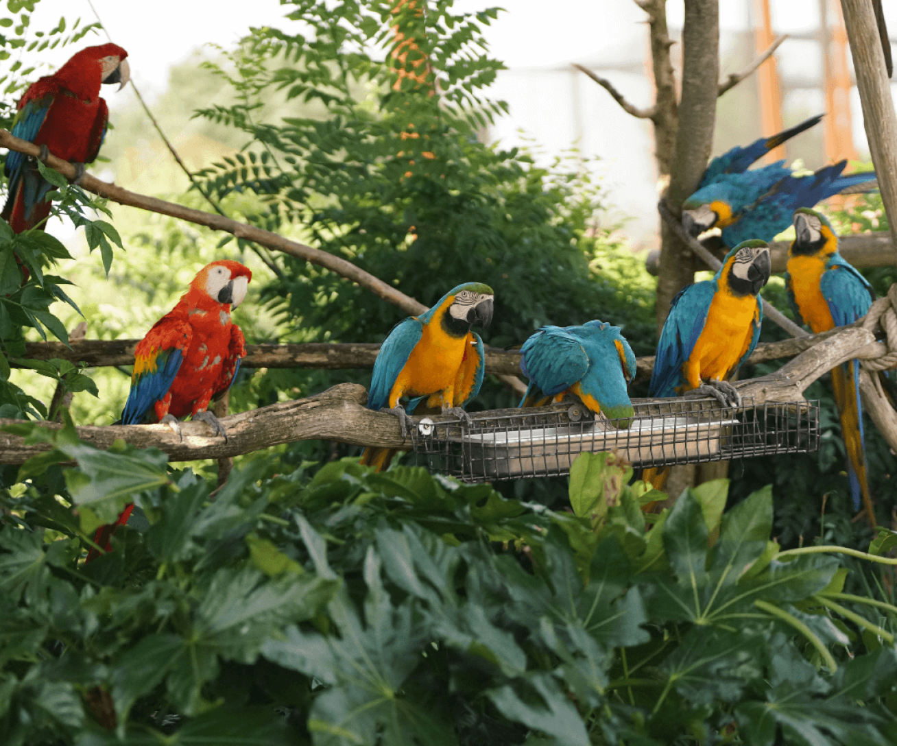 Parrot World parc animalier immersif - Gros plan de perroquets - Que faire pour le pont de l'Ascension 2026 en Île-de-France