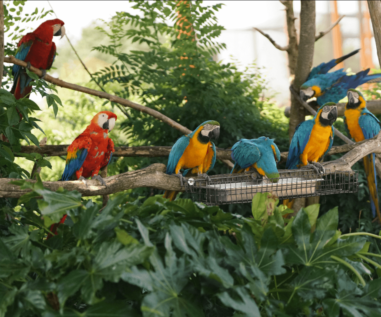 Parrot World, Erlebniszoo bei Disneyland Paris — Aras und Papageien aus nächster Nähe in der riesigen Voliere