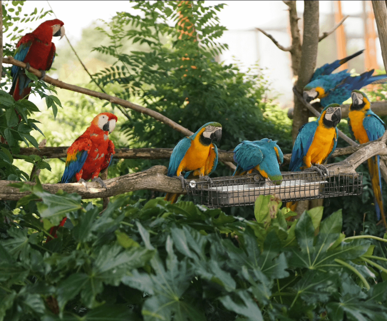 Parrot World, Erlebniszoo bei Disneyland Paris — Aras und Papageien aus nächster Nähe in der riesigen Voliere