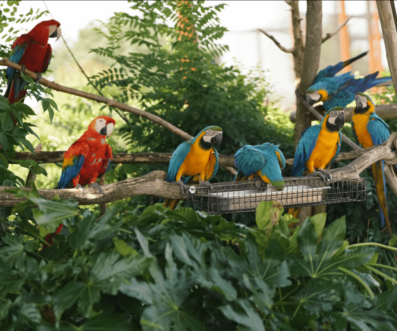 Close-up view of colourful parrots at Parrot World immersive zoo near Disneyland Paris