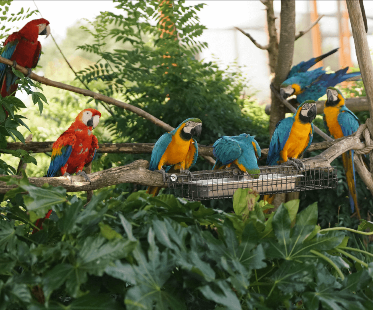 Primer plano de loros guacamayos en Parrot World, el zoo inmersivo cerca de Disneyland París